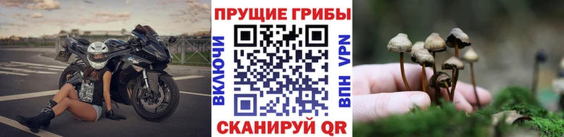 Купить  Ефремов  Псилоцибиновые грибы Cubensis 